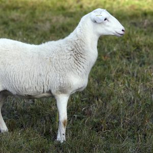 lamb bones