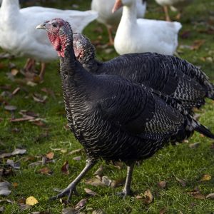 whole turkey