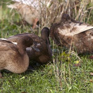 dozen duck eggs