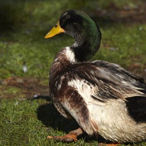 whole duck
